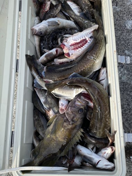 第八平成丸 釣果