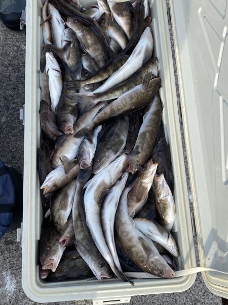 第八平成丸 釣果