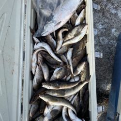 第八平成丸 釣果