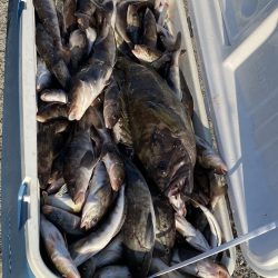 第八平成丸 釣果