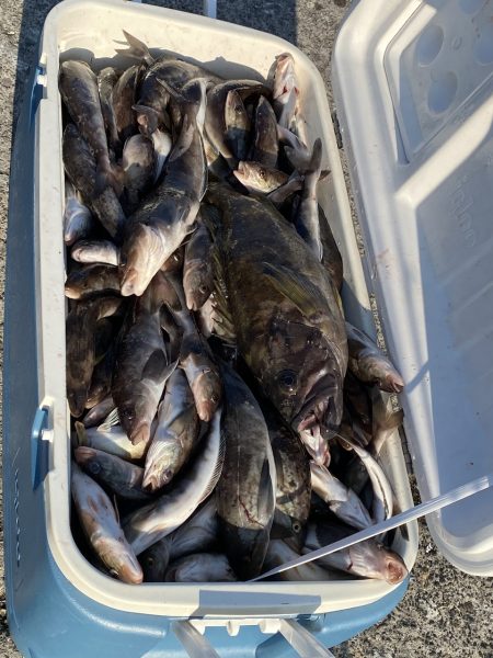 第八平成丸 釣果