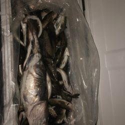 第八平成丸 釣果