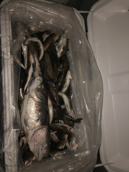 第八平成丸 釣果