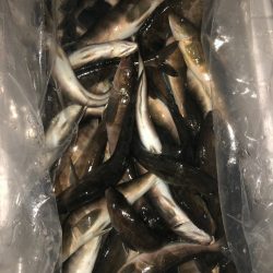 第八平成丸 釣果