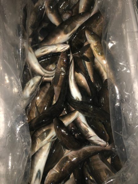 第八平成丸 釣果