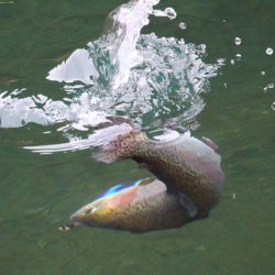 小菅トラウトガーデン 釣果