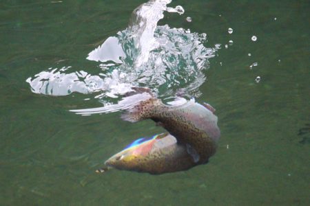 小菅トラウトガーデン 釣果