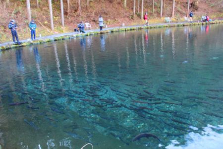 小菅トラウトガーデン 釣果