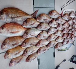 遊漁船 幸友丸 釣果