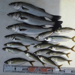 ルアー船マヒマヒ 釣果