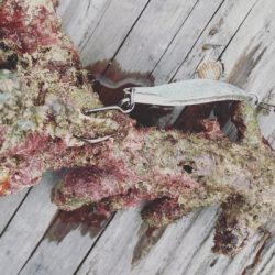 本部釣りイカダ 釣果