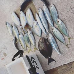 本部釣りイカダ 釣果