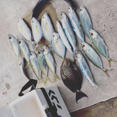 本部釣りイカダ 釣果