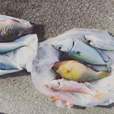 本部釣りイカダ 釣果