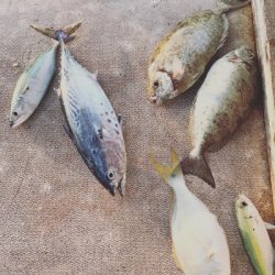 本部釣りイカダ 釣果