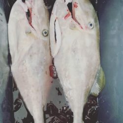 本部釣りイカダ 釣果