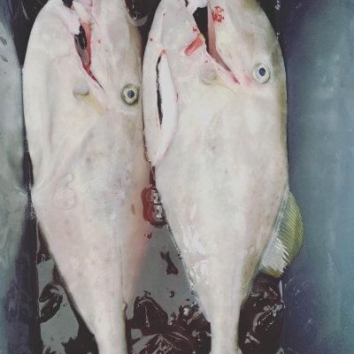 本部釣りイカダ 釣果