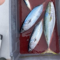 海龍丸(福岡) 釣果