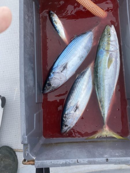 海龍丸(福岡) 釣果