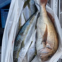 海龍丸(福岡) 釣果