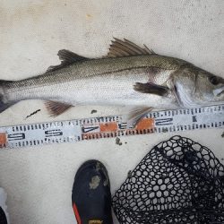 ルアー船マヒマヒ 釣果