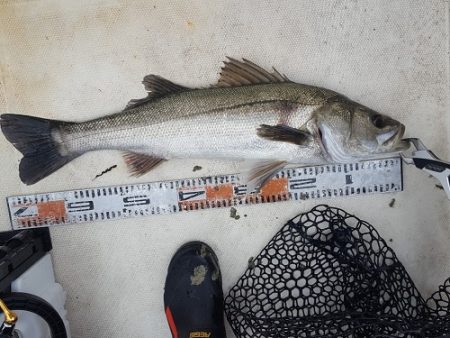 ルアー船マヒマヒ 釣果