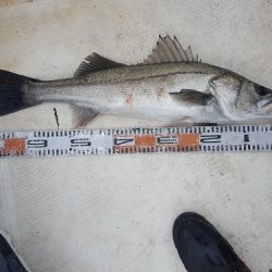 ルアー船マヒマヒ 釣果