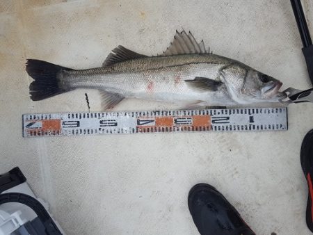 ルアー船マヒマヒ 釣果