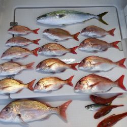 フィッシングボートACE(エース) 釣果