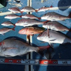 十八宝洋丸 釣果