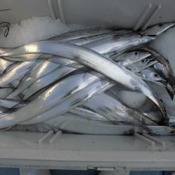 十八宝洋丸 釣果