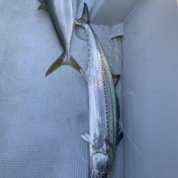 海龍丸(福岡) 釣果