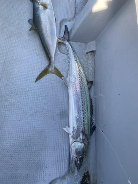 海龍丸(福岡) 釣果