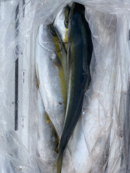 海龍丸(福岡) 釣果