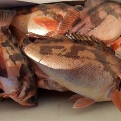 モンロー号 釣果