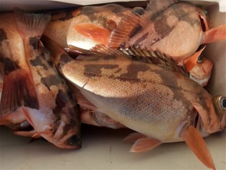 モンロー号 釣果