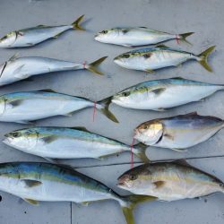 ブルーピア 釣果