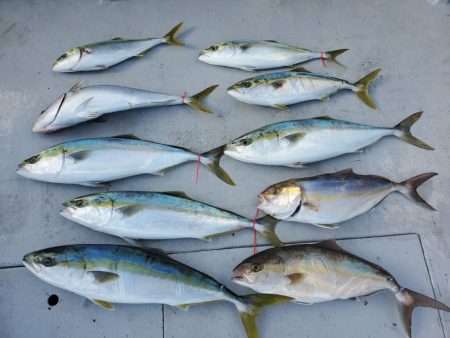 ブルーピア 釣果