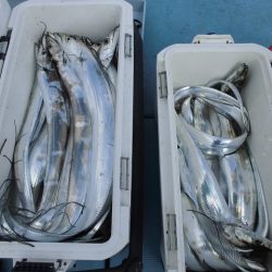 十八宝洋丸 釣果