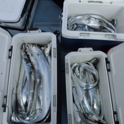 十八宝洋丸 釣果