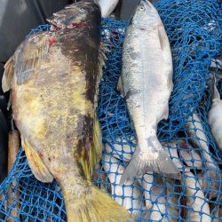 第八平成丸 釣果