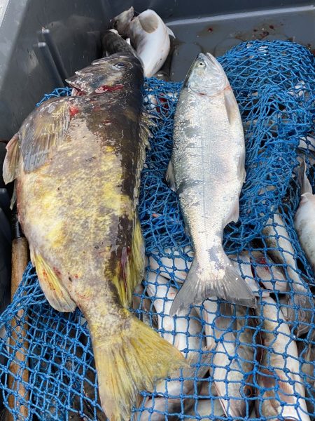 第八平成丸 釣果