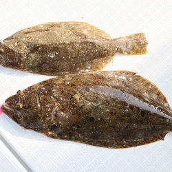 松本釣船２ 釣果