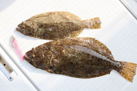 松本釣船２ 釣果