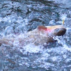 小菅トラウトガーデン 釣果