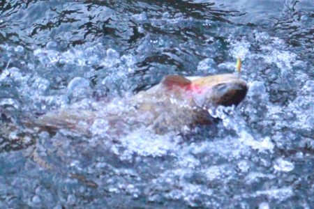 小菅トラウトガーデン 釣果