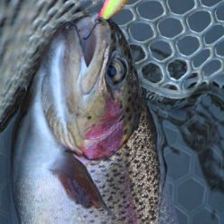 小菅トラウトガーデン 釣果