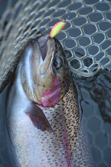 小菅トラウトガーデン 釣果