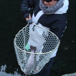 小菅トラウトガーデン 釣果