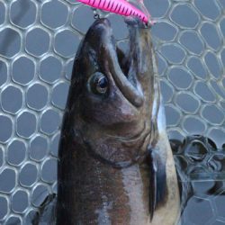 小菅トラウトガーデン 釣果